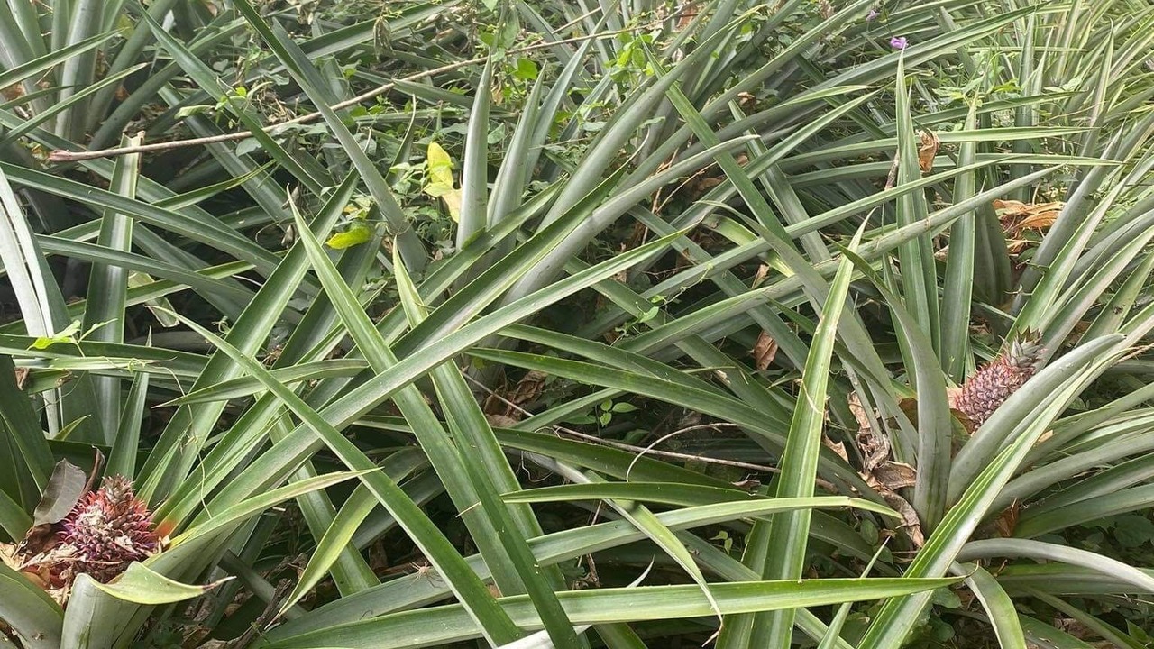 Photo of Outdoor in Lipa