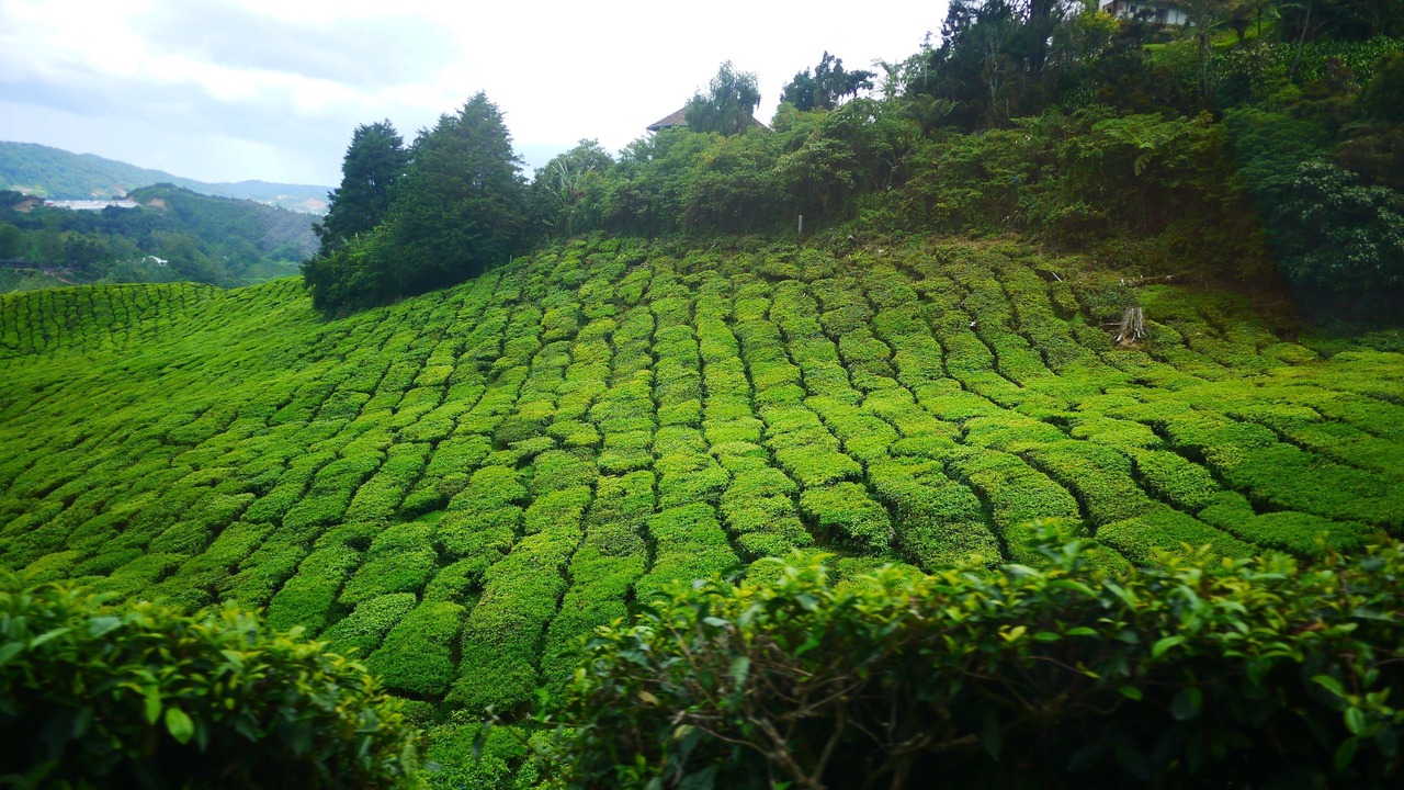 Photo of Outdoor in Tanah Rata
