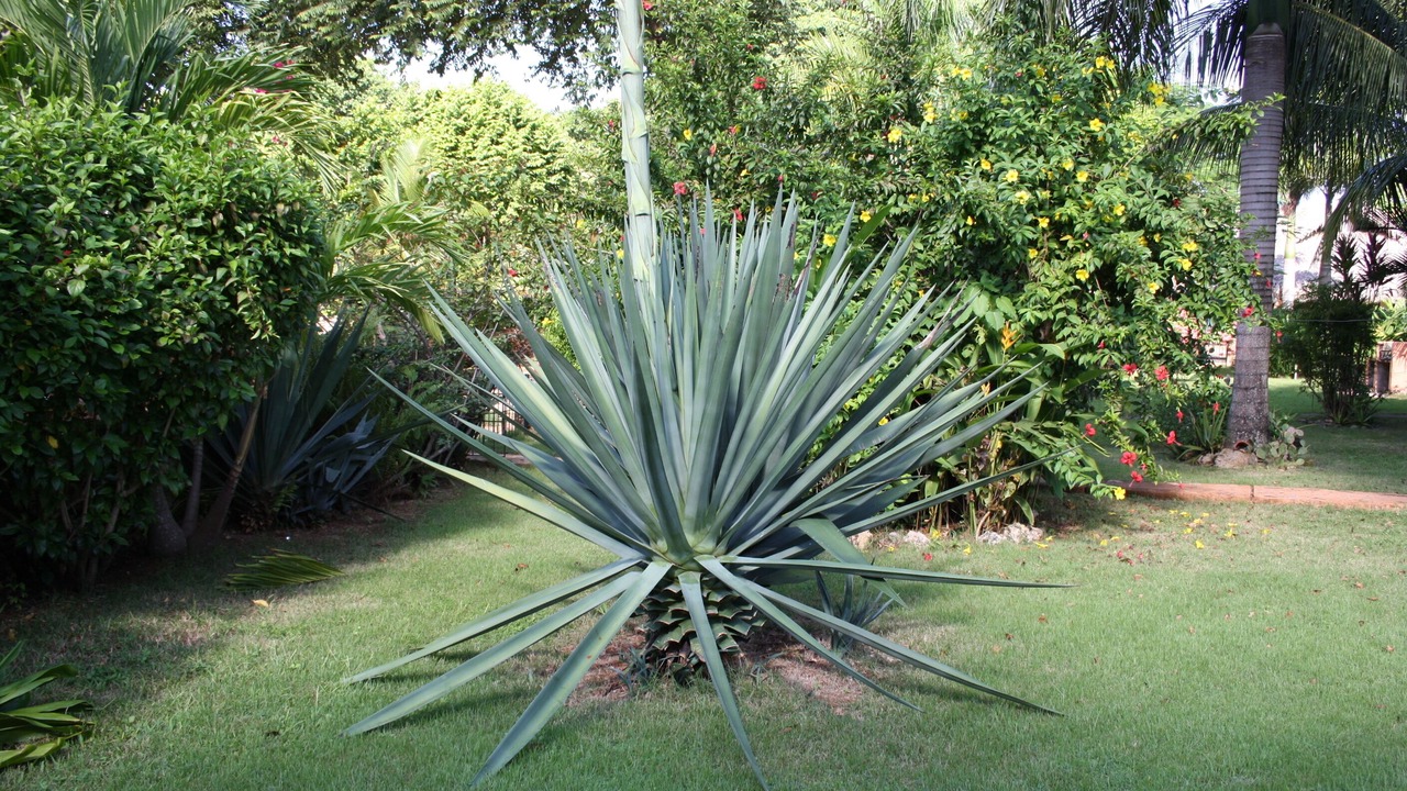Photo of Outdoor in Las Galeras