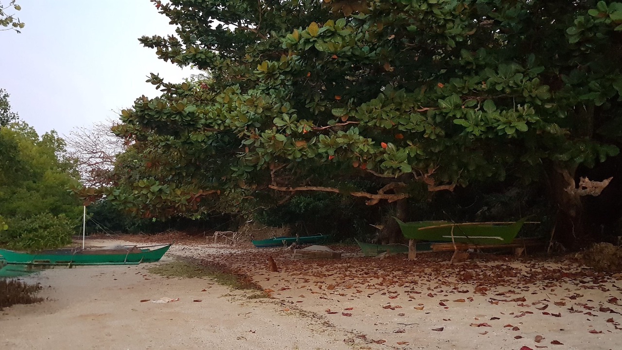 Photo of Outdoor in Looc