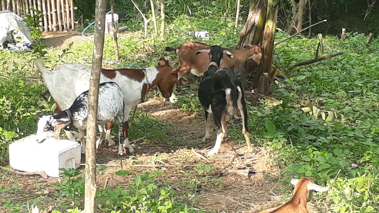 Photo of Others in Angono