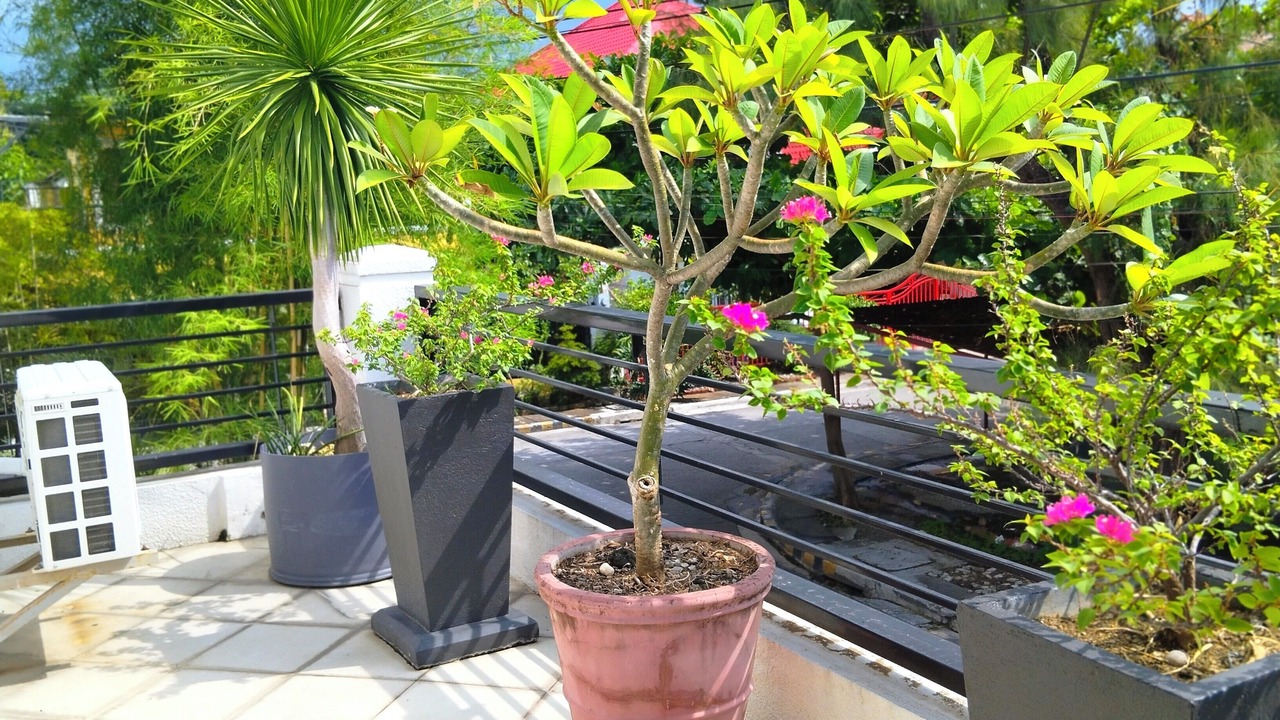 Photo of Outdoor in Las Pinas
