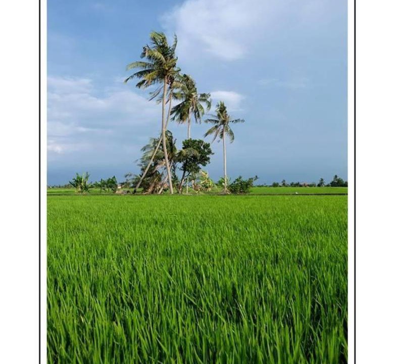 Photo of Others in Sekinchan