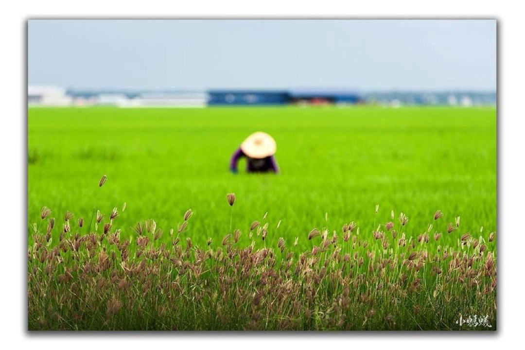 Photo of Others in Sekinchan