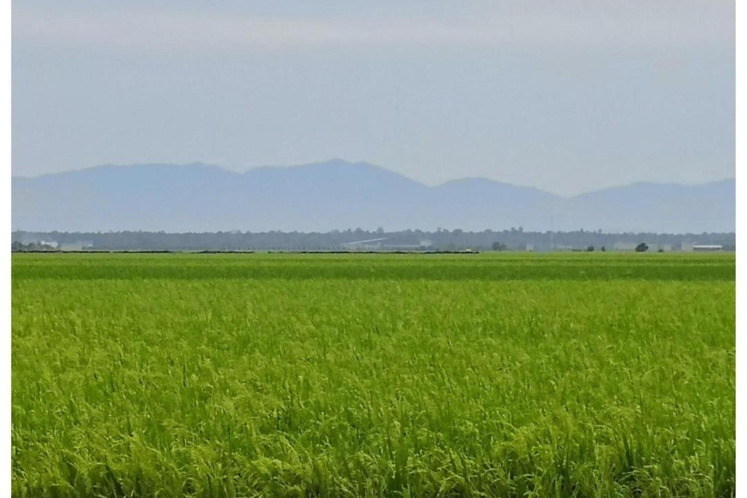 Photo of Others in Sekinchan