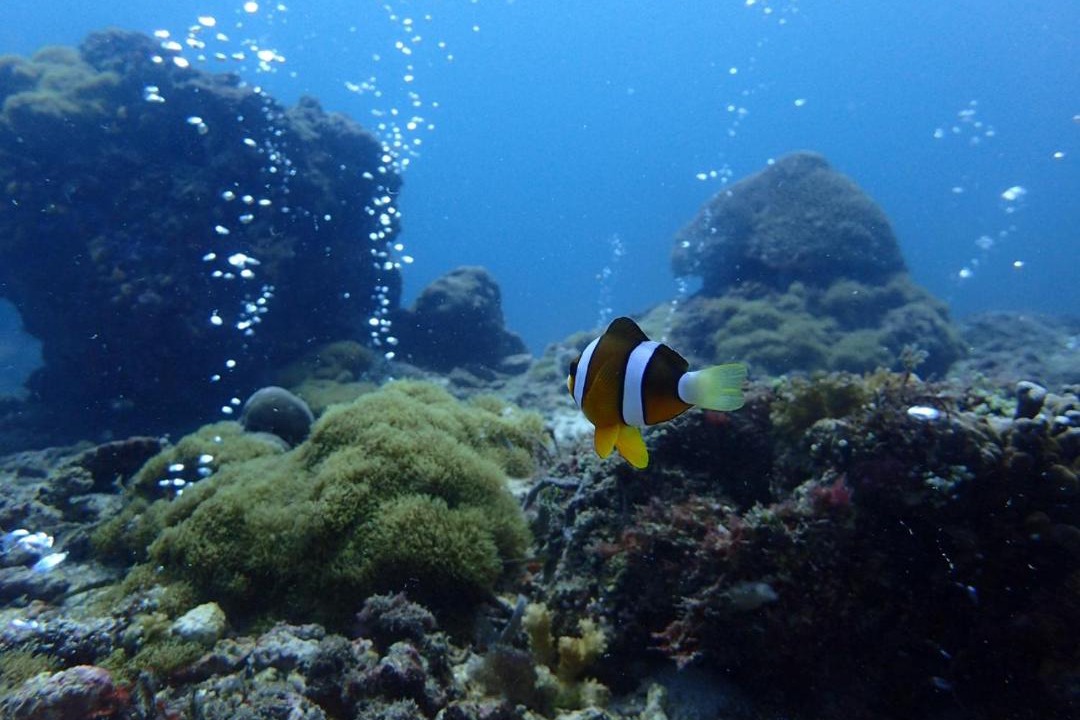 Photo of Others in Lapu-Lapu