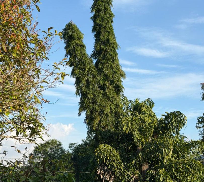 Photo of Outdoor in Kuah