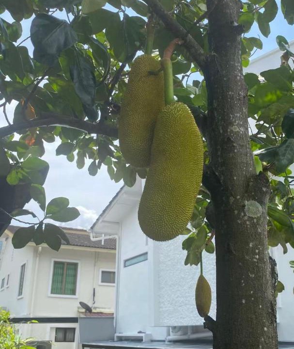 Photo of Others in Taman Pelangi
