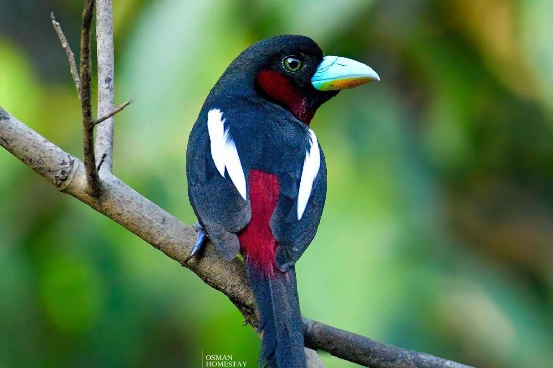Photo of Others in Kota Kinabatangan