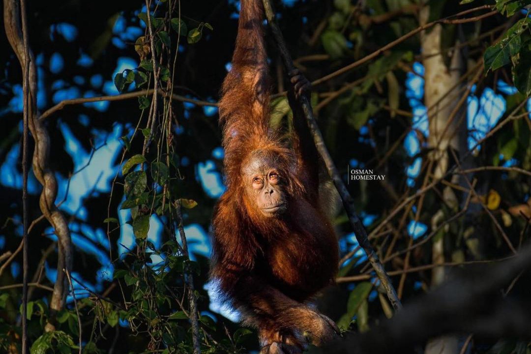 Photo of Others in Kota Kinabatangan