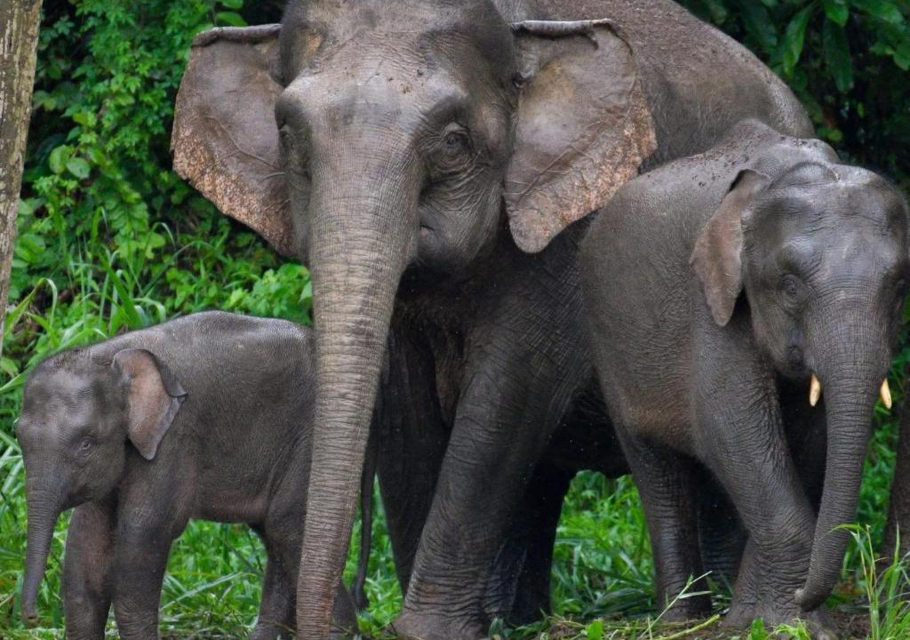 Photo of Others in Kota Kinabatangan