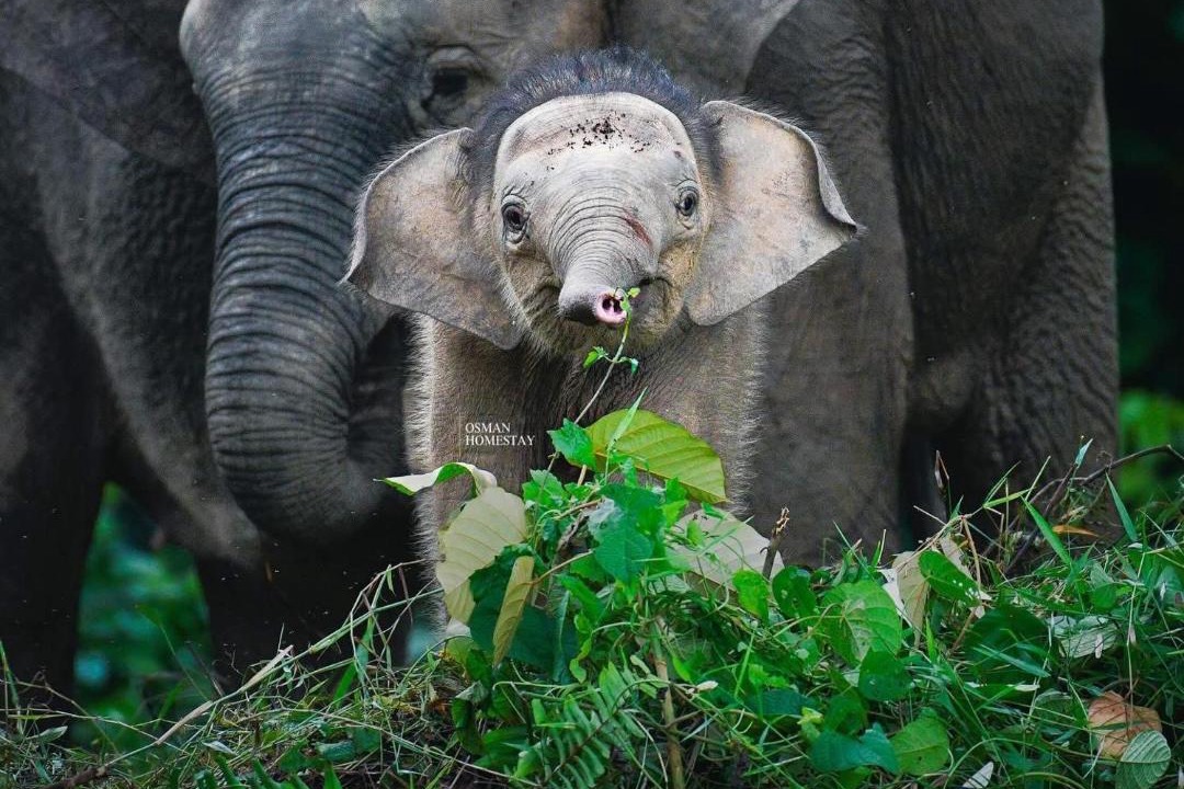 Photo of Others in Kota Kinabatangan