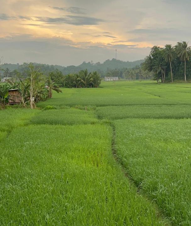 Photo of Others in Batuan
