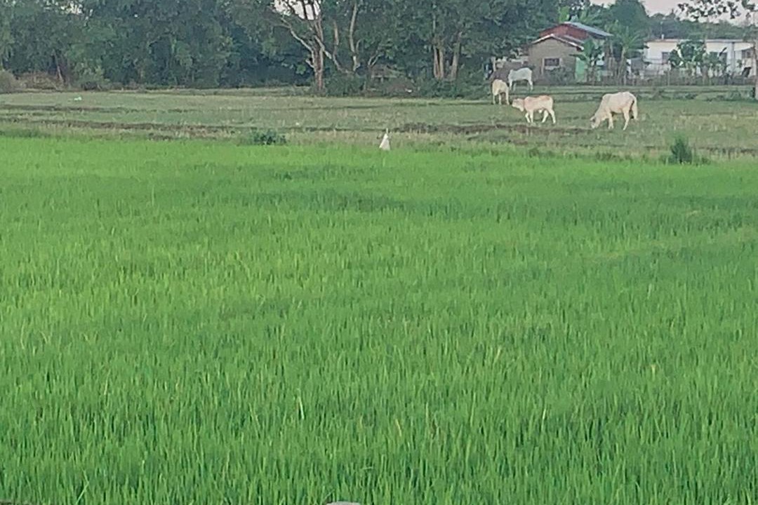 Photo of Others in Bugallon