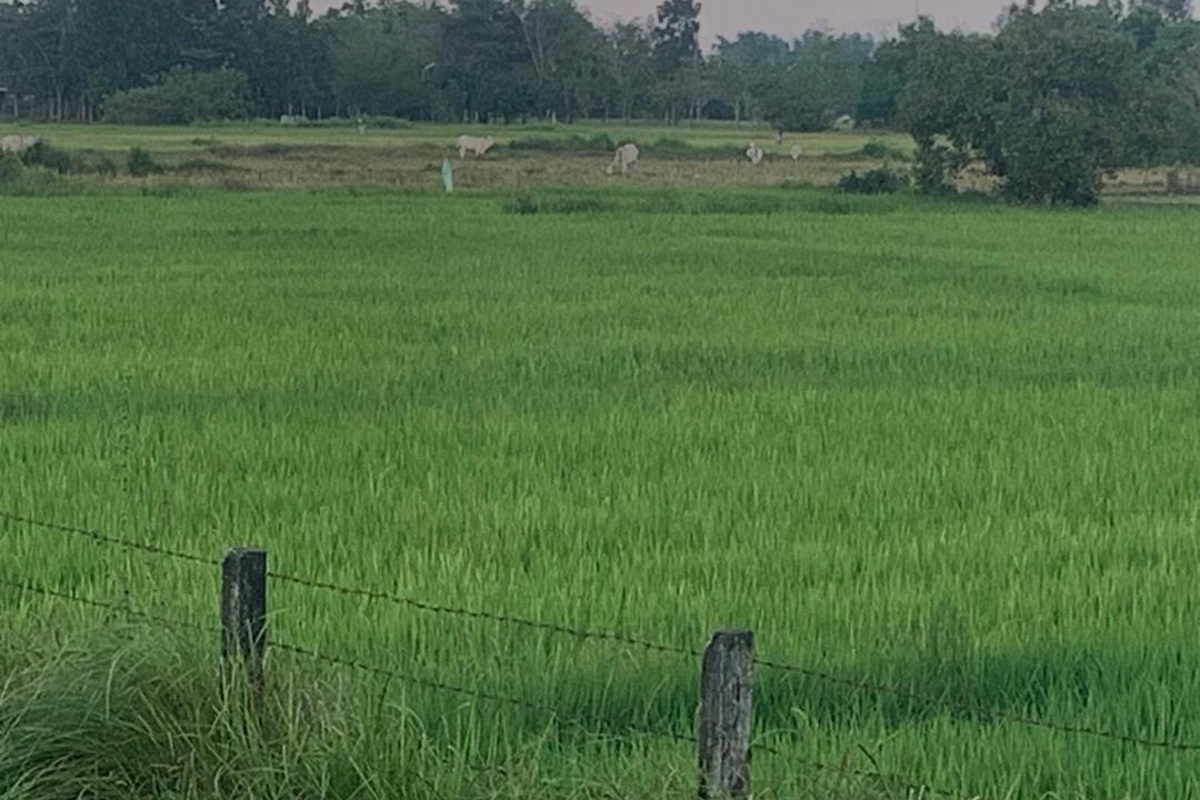 Photo of Others in Bugallon