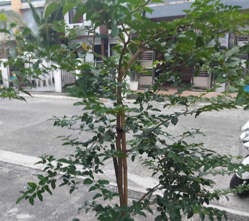 Photo of Others in Calapan