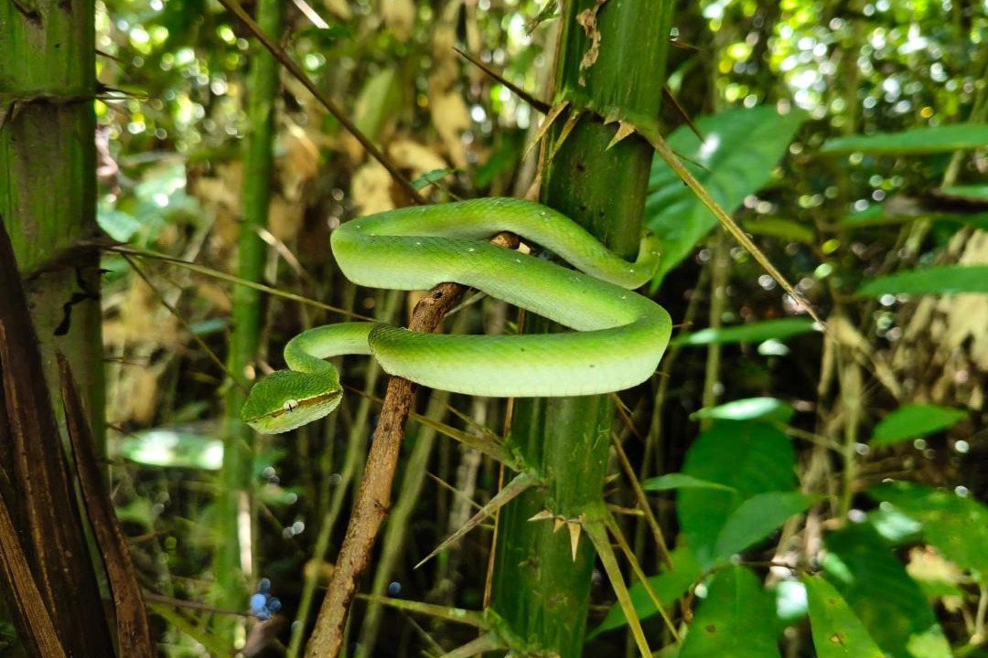 Photo of Others in Mulu