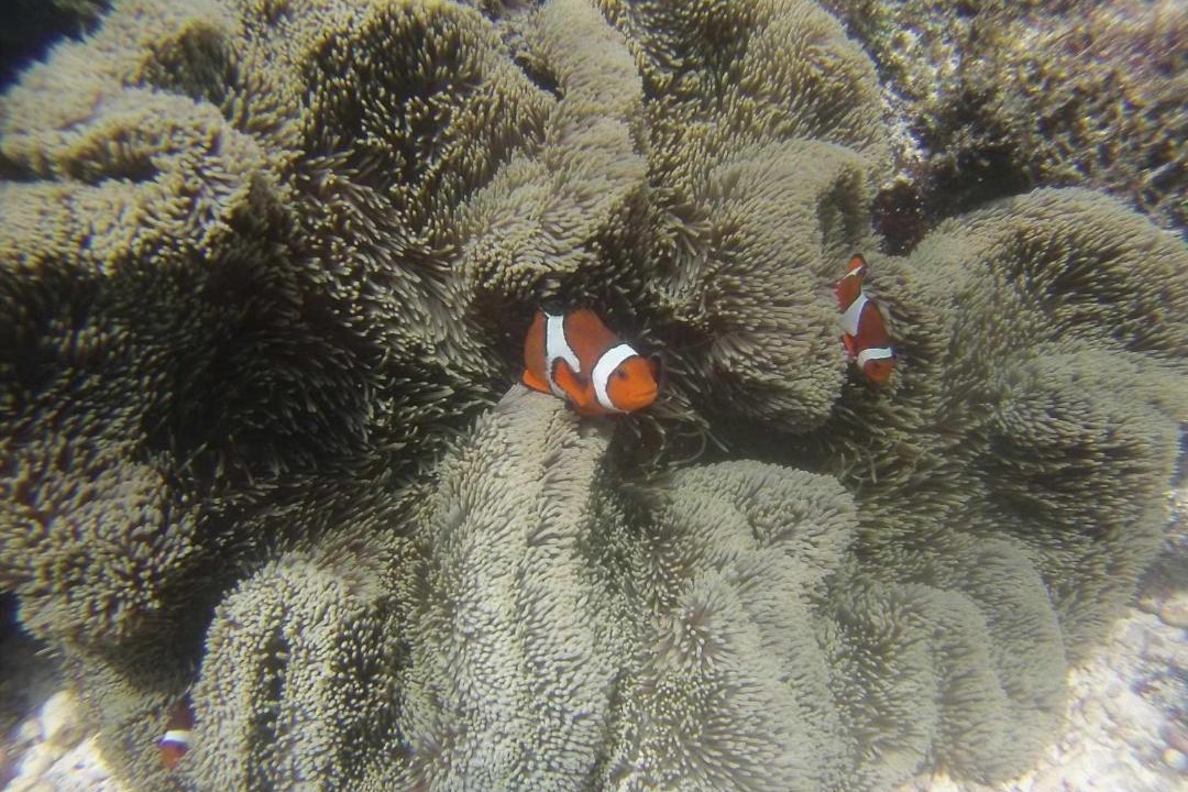 Photo of Others in Dauin