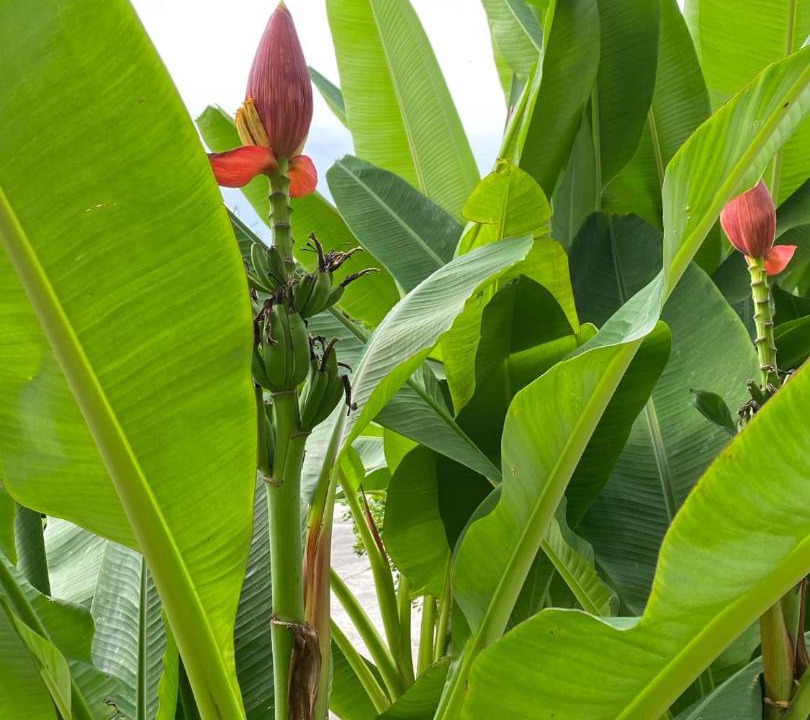 Photo of Outdoor in San Pablo