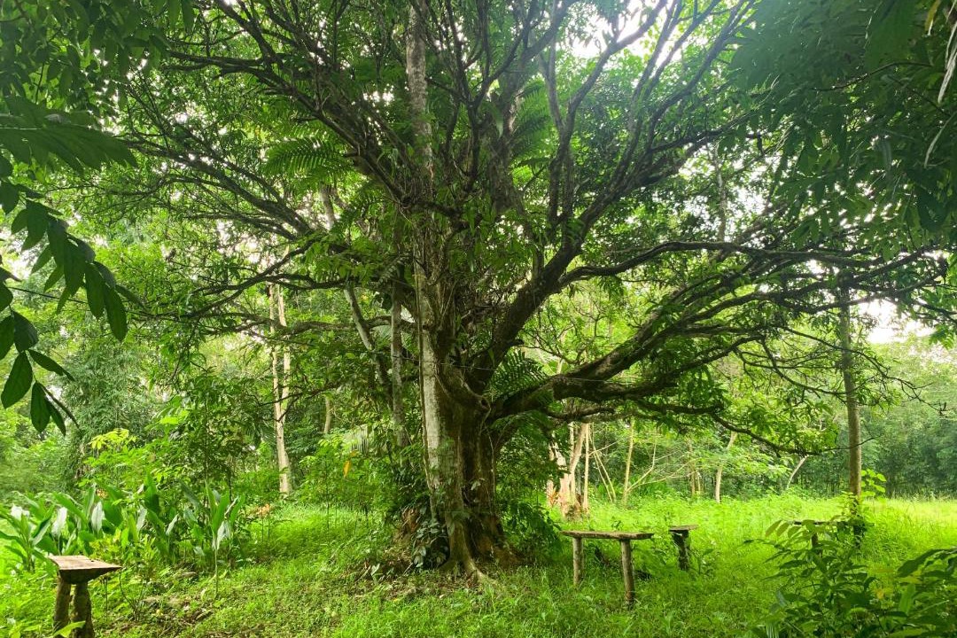 Photo of Others in Western Visayas