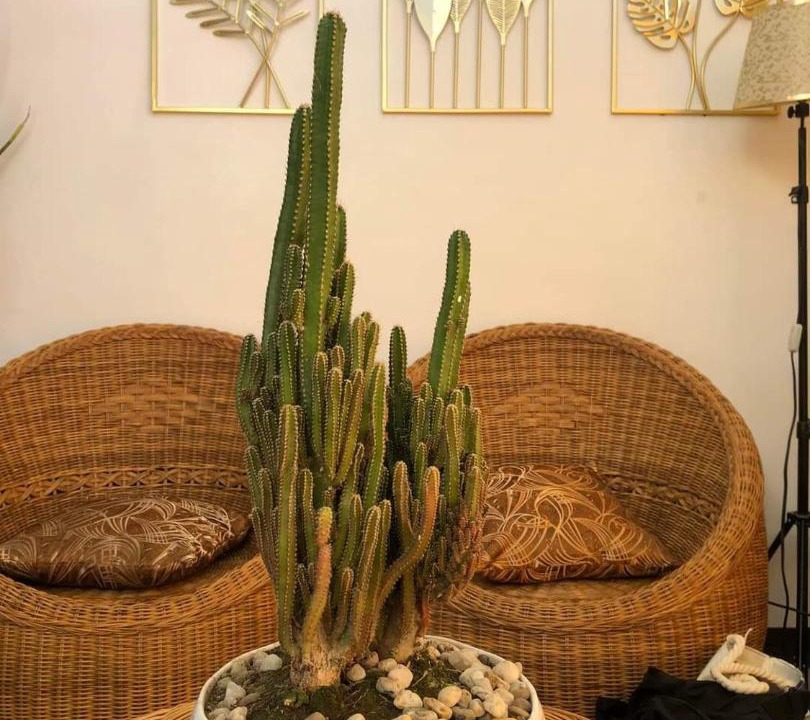 Photo of Livingroom in Angono