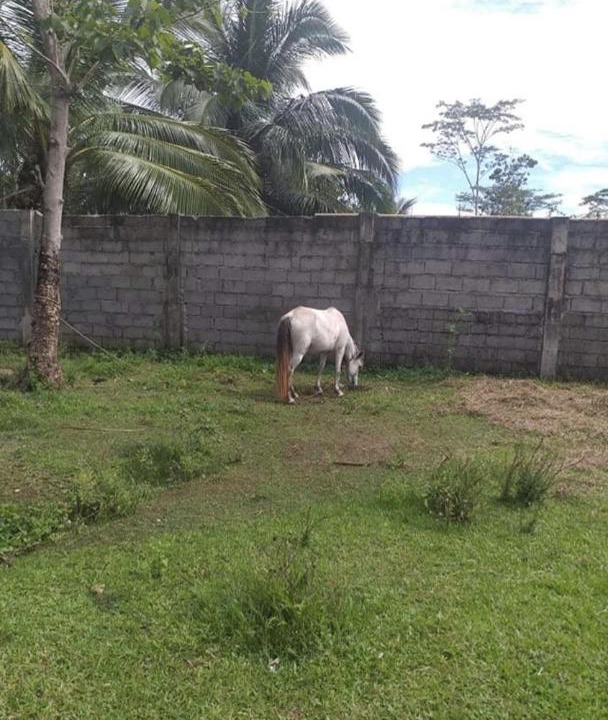 Photo of Others in Baganga
