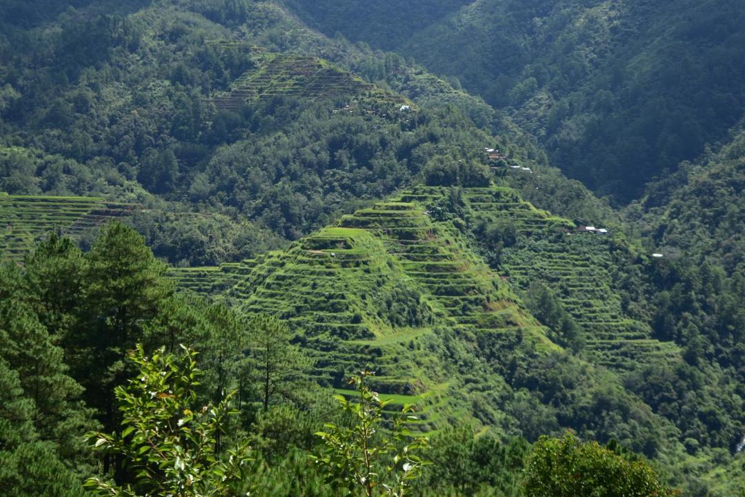 Photo of Others in Banaue