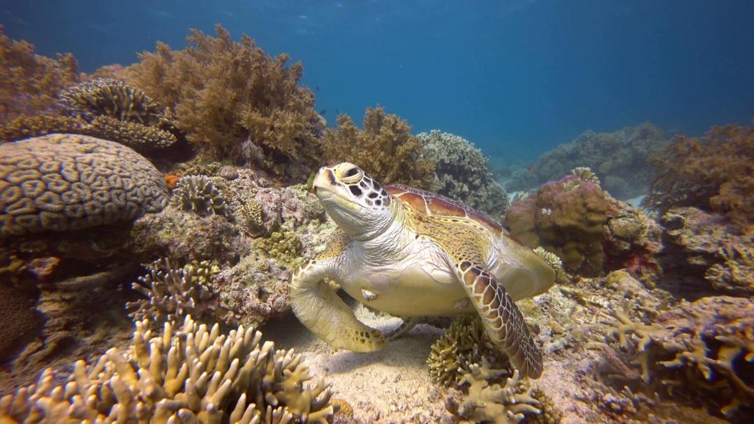 Photo of Others in Moalboal