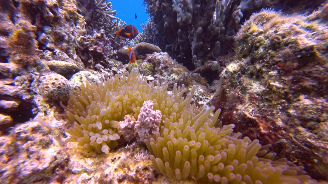 Photo of Others in Moalboal