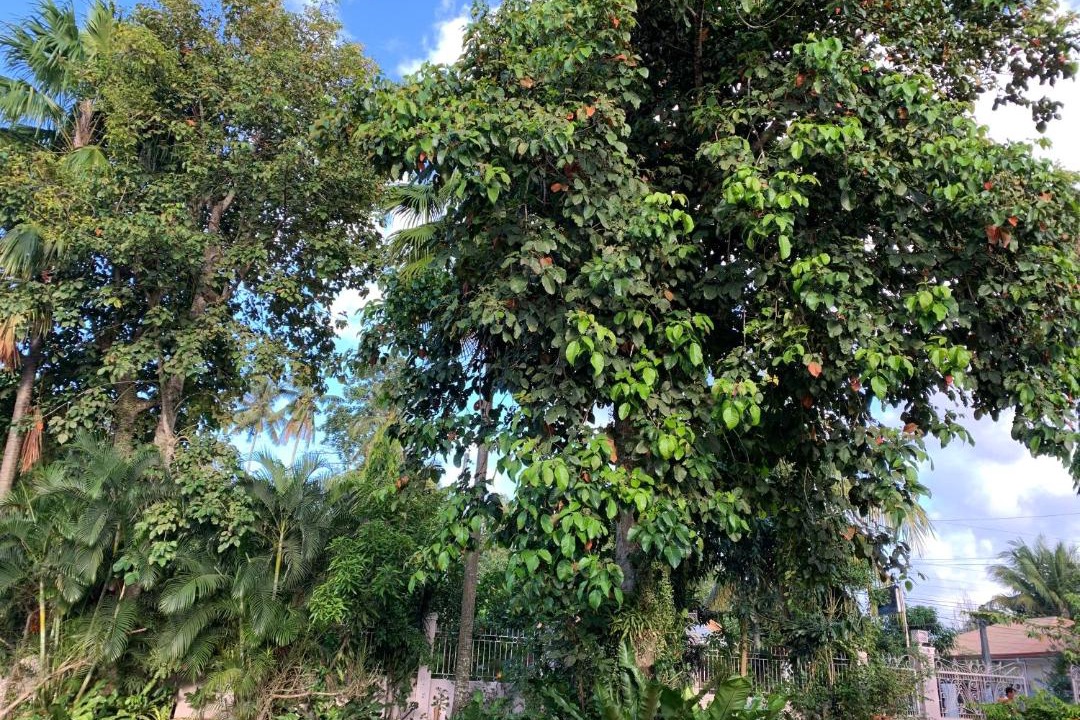 Photo of Others in Dipolog