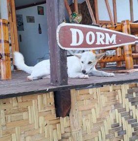 Single Bed in Dormitory Room