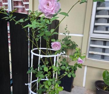 Kampung Bukit Rangin House | Homestay BAYT AL - JAZMY
