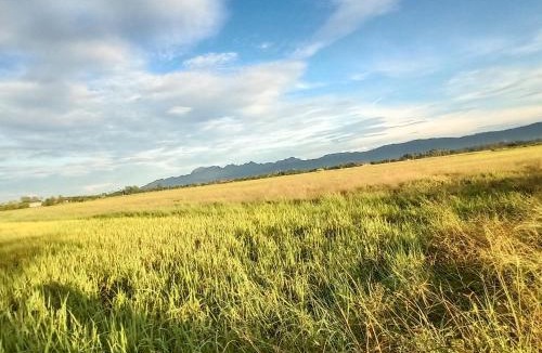 Kampung Kedawang House | villa tempoyak homestay