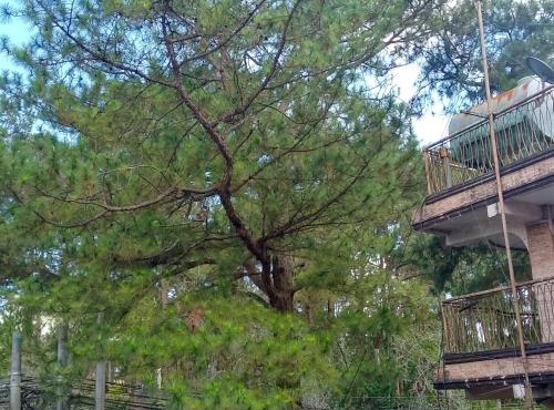 Baguio Suite